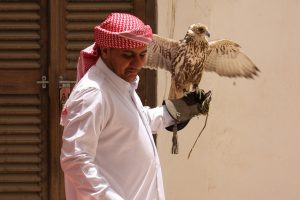 falconry falcon racing timing systems